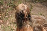 BRIARD 005